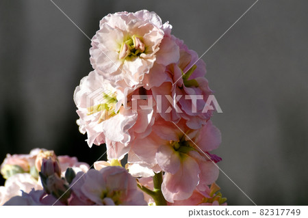 Light beige stock flowers blooming in Mitaka Nakahara Light beige stock flowers blooming in Mitaka Nakahara 82317749