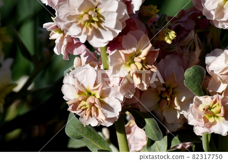 三鷹中原盛開的淺米色原花 82317750