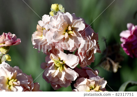 三鷹中原盛開的淺米色原花 82317751