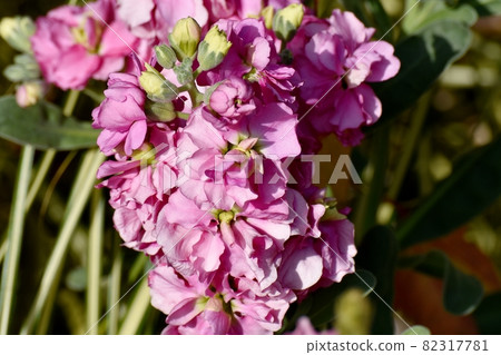 在三鷹中原盛開的粉紅色股票花 82317781