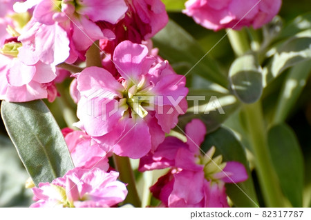 在三鷹中原盛開的粉紅色股票花 在三鷹中原盛開的粉紅色股票花 82317787