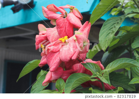 斐濟美麗的熱帶花卉 斐濟美麗的熱帶花卉 82317819