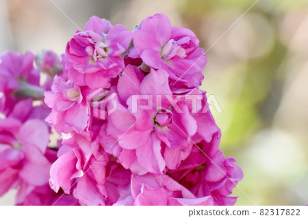 在三鷹中原盛開的粉紅色股票花 82317822