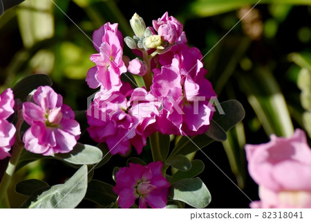 在三鷹中原盛開的粉紅色股票花 82318041