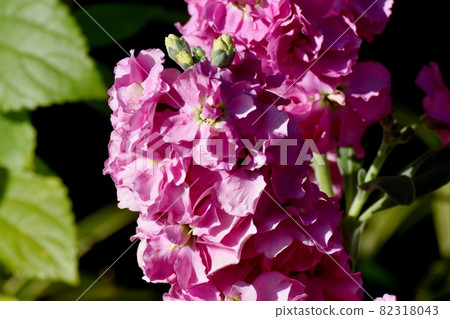 在三鷹中原盛開的粉紅色股票花 82318043