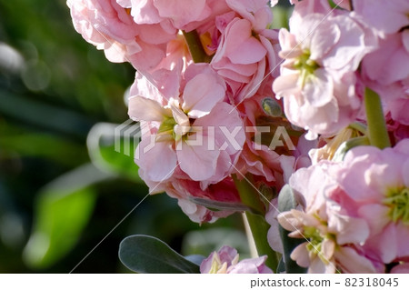 淺粉紅色的粉紅色花朵盛開在三鷹中原 82318045
