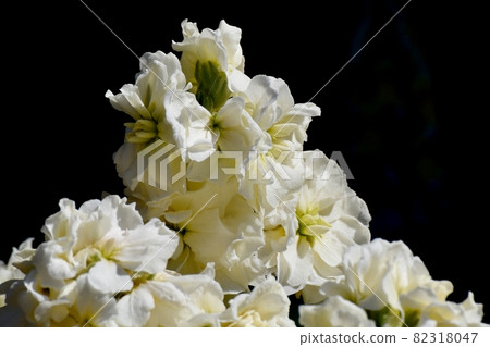 White stock flowers blooming in Mitaka Nakahara White stock flowers blooming in Mitaka Nakahara 82318047