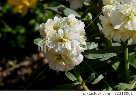 White stock flowers blooming in Mitaka Nakahara 82318061