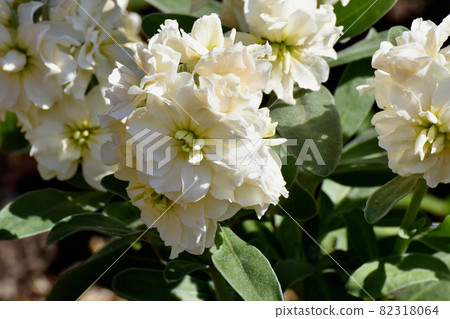 三鷹中原盛開的白股花 三鷹中原盛開的白股花 82318064