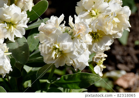 三鷹中原盛開的白股花 82318065