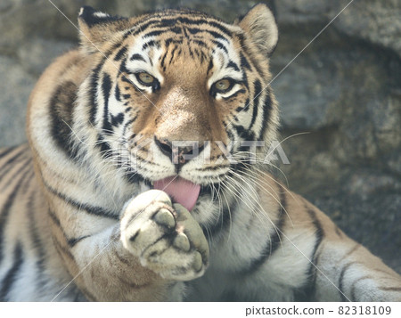 老虎舔手 82318109