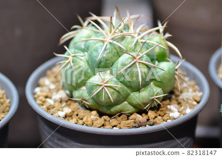 melocactus or cactus , cactus plant 82318147