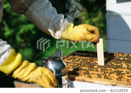 Varroa mite control. Varroa destructor. How to treat bees from varroa mite. The beekeeper treats the bees of the varroa mite. Diseases of bees and their treatment. Varroasis. 82318959