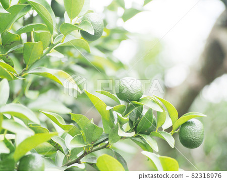 Right hand wrapping 82318976