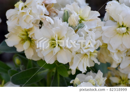 三鷹中原盛開的白股花 82318999