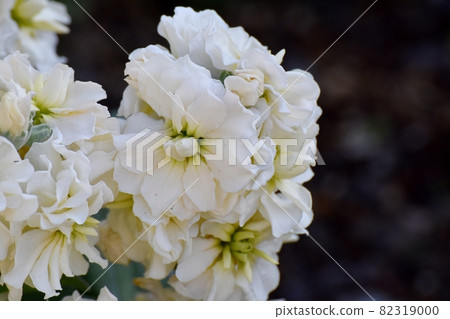 White stock flowers blooming in Mitaka Nakahara White stock flowers blooming in Mitaka Nakahara 82319000