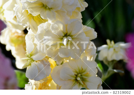 三鷹中原盛開的白股花 82319002