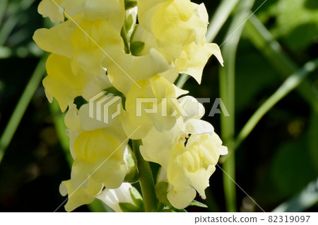 Yellow Snapdragon flowers blooming in Mitaka Nakahara Yellow Snapdragon flowers blooming in Mitaka Nakahara 82319097