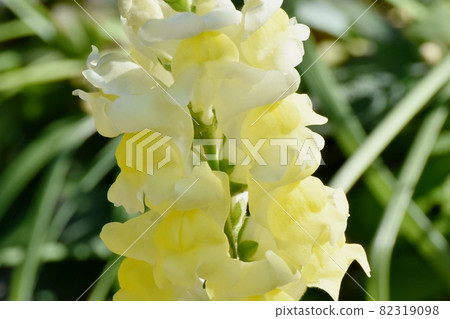 黃色金魚草鮮花盛開在三鷹中原 82319098