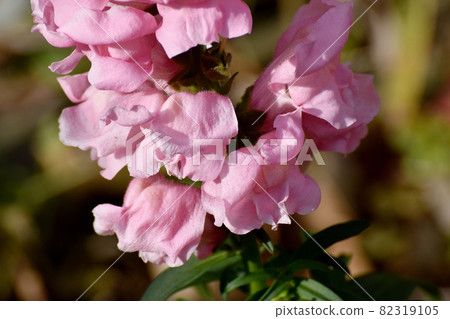 Pink snapdragon flowers blooming in Mitaka Nakahara Pink snapdragon flowers blooming in Mitaka Nakahara 82319105
