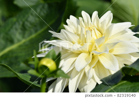 White dahlia White dahlia 82319140