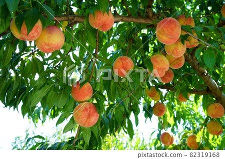 A peach tree with big peaches 82319168