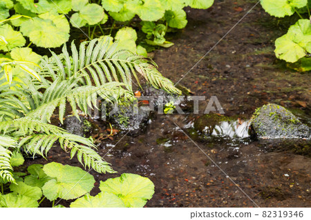 Autumn of Kakita River springs Autumn of Kakita River springs 82319346