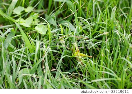 Grasshopper in the grass Grasshopper in the grass 82319611