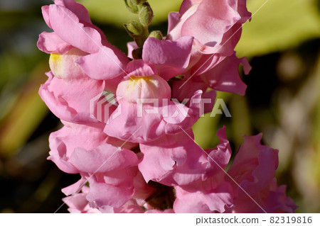 Pink snapdragon flowers blooming in Mitaka Nakahara 82319816