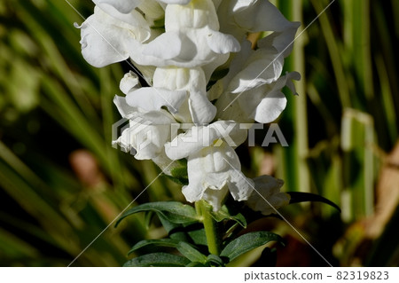 White Snapdragon flowers in Mitaka Nakahara White Snapdragon flowers in Mitaka Nakahara 82319823