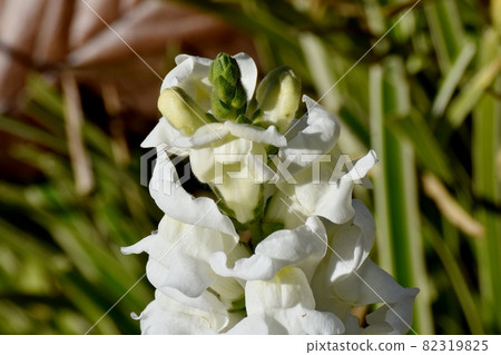 White Snapdragon flowers in Mitaka Nakahara White Snapdragon flowers in Mitaka Nakahara 82319825