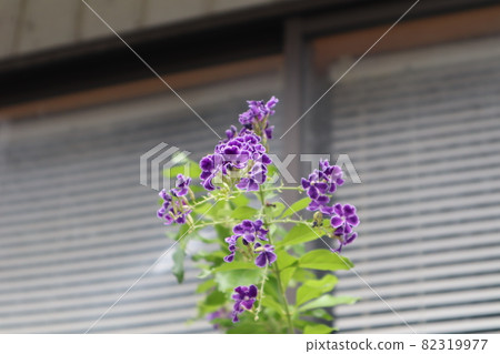 Purple Duranta flowers 82319977