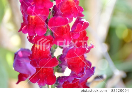 紅金魚草花朵盛開在三鷹中原 紅金魚草花朵盛開在三鷹中原 82320094