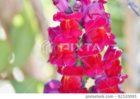 紅金魚草花朵盛開在三鷹中原 紅金魚草花朵盛開在三鷹中原 82320095