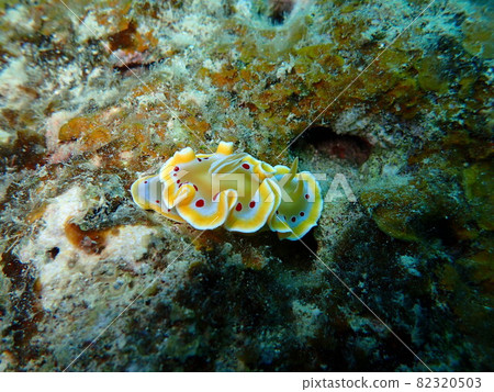 Yellow Akateniroumiushi Yellow Akateniroumiushi 82320503