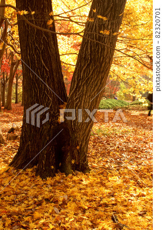 Autumn leaves in Musashi Kyuryo Forest Park and Kaede Garden 82320701