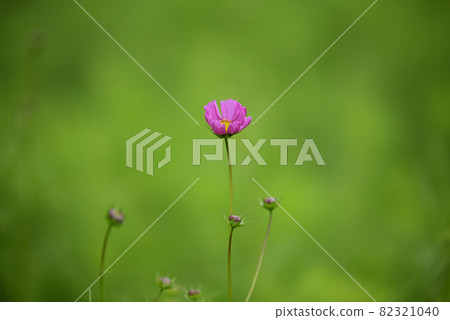 Cosmos in Hana Festa Memorial Park Cosmos in Hana Festa Memorial Park 82321040
