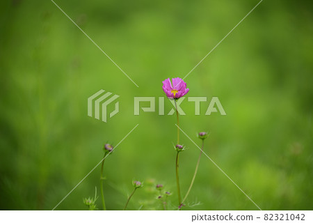 Cosmos in Hana Festa Memorial Park Cosmos in Hana Festa Memorial Park 82321042