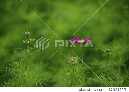 Cosmos in Hana Festa Memorial Park Cosmos in Hana Festa Memorial Park 82321325