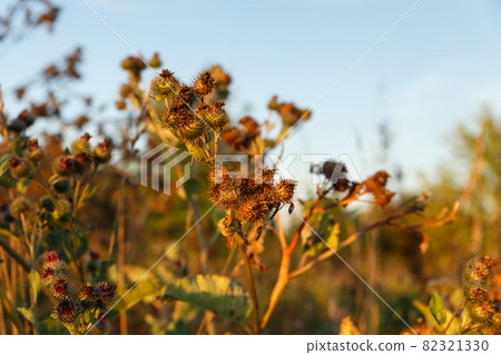 Dry Greater burdock Dry Greater burdock 82321330
