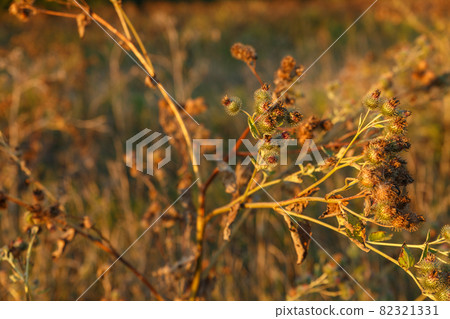 Greater burdock, dry flower 82321331