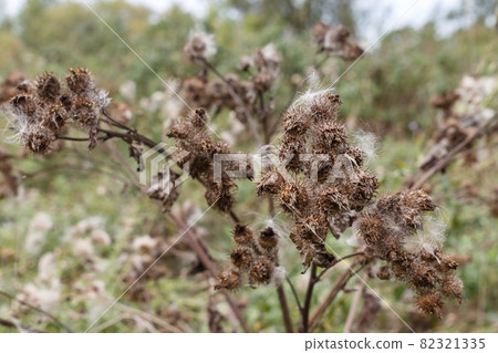 Greater burdock, dry flower Greater burdock, dry flower 82321335