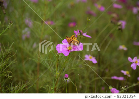 Cosmos in Hana Festa Memorial Park Cosmos in Hana Festa Memorial Park 82321354