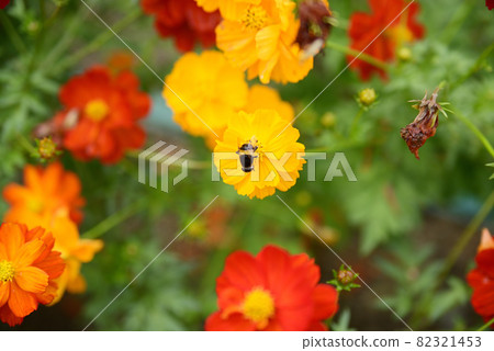 Cosmos in Hana Festa Memorial Park 82321453