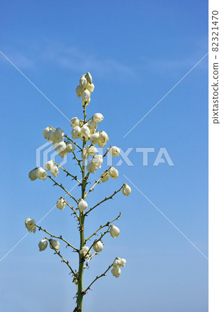 Autumn white Yucca flower 82321470