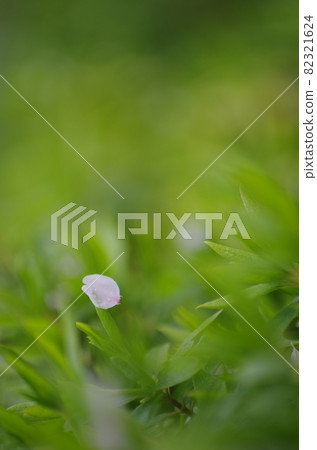 Cherry blossom petals falling on leaves Cherry blossom petals falling on leaves 82321624