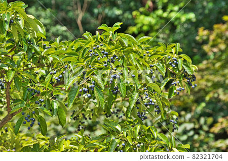 Autumn blackened Nanja Monja fruit 82321704