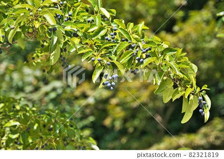 Autumn blackened Nanja Monja fruit Autumn blackened Nanja Monja fruit 82321819