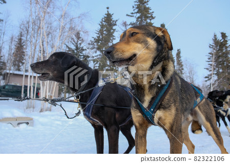 The protagonists of dog sledding The protagonists of dog sledding 82322106