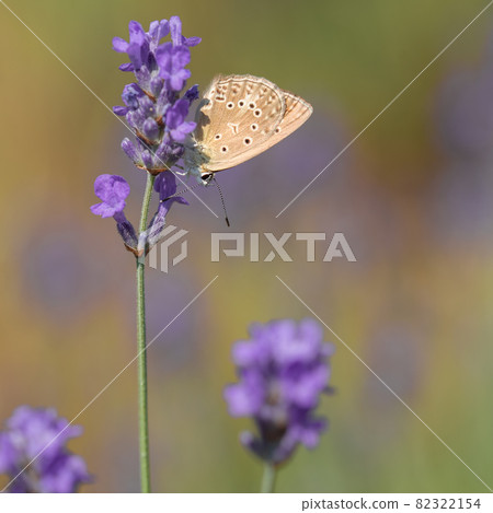 Sennitsy Latin Coenonympha - A genus of butterflies in the satyrin family on a lavender flower 82322154